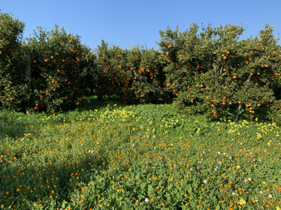 Orange orchards and wild flowers
